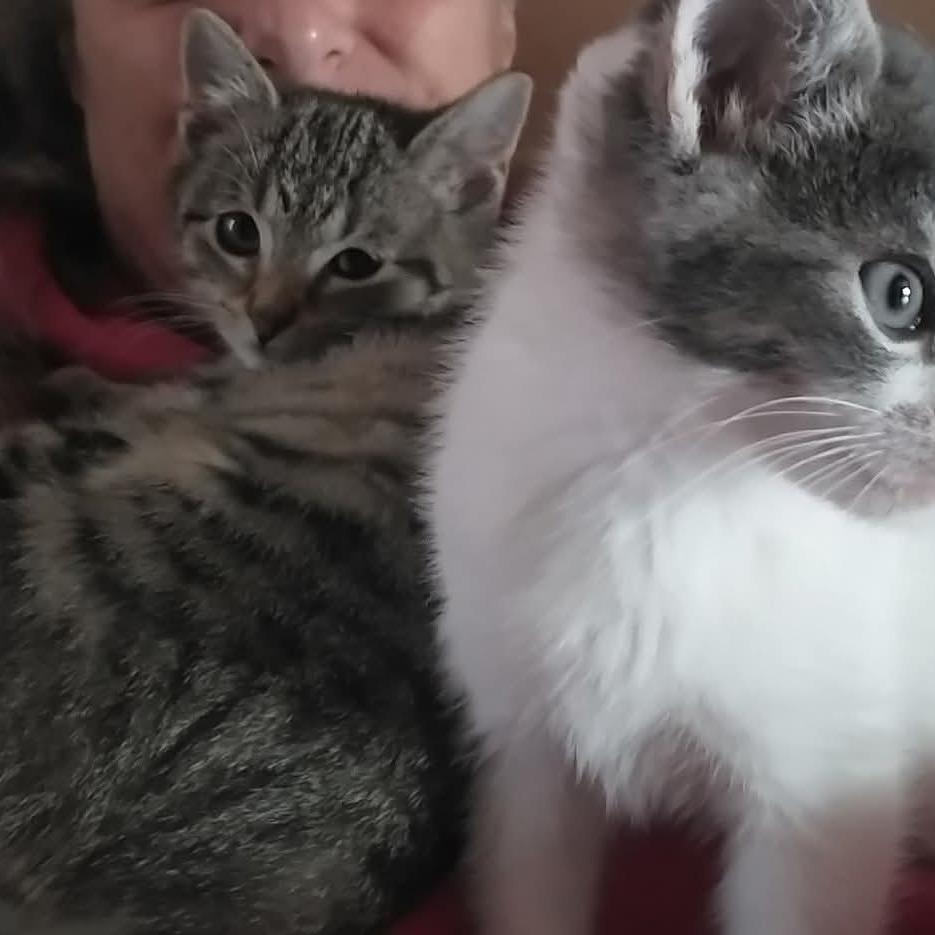 Miss Button Monkey, a Adoptable Domestic Short Hair in South Haven, MI image 4/4