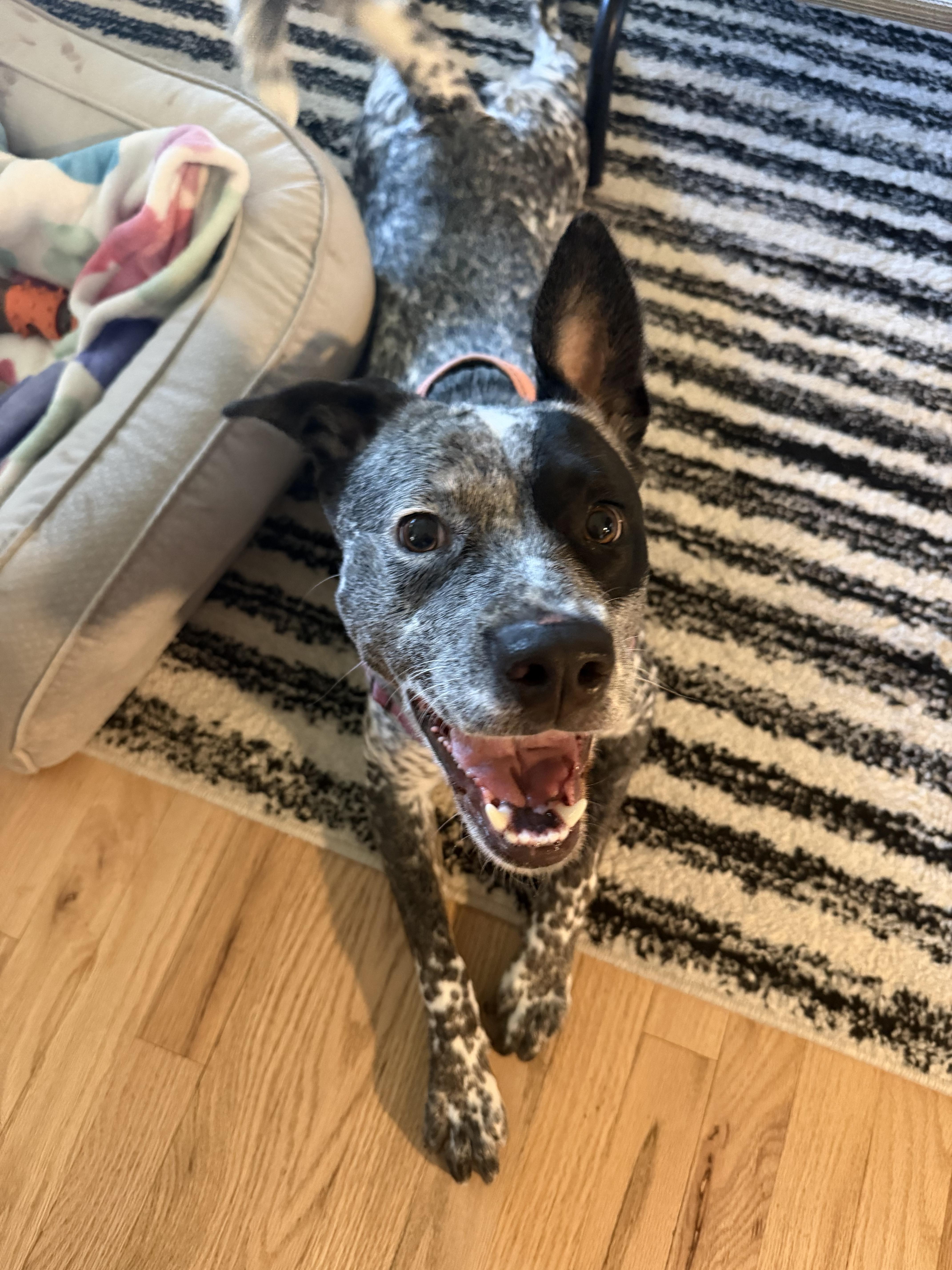 Pebbles, Adoptable, Young Female Lancashire Heeler.