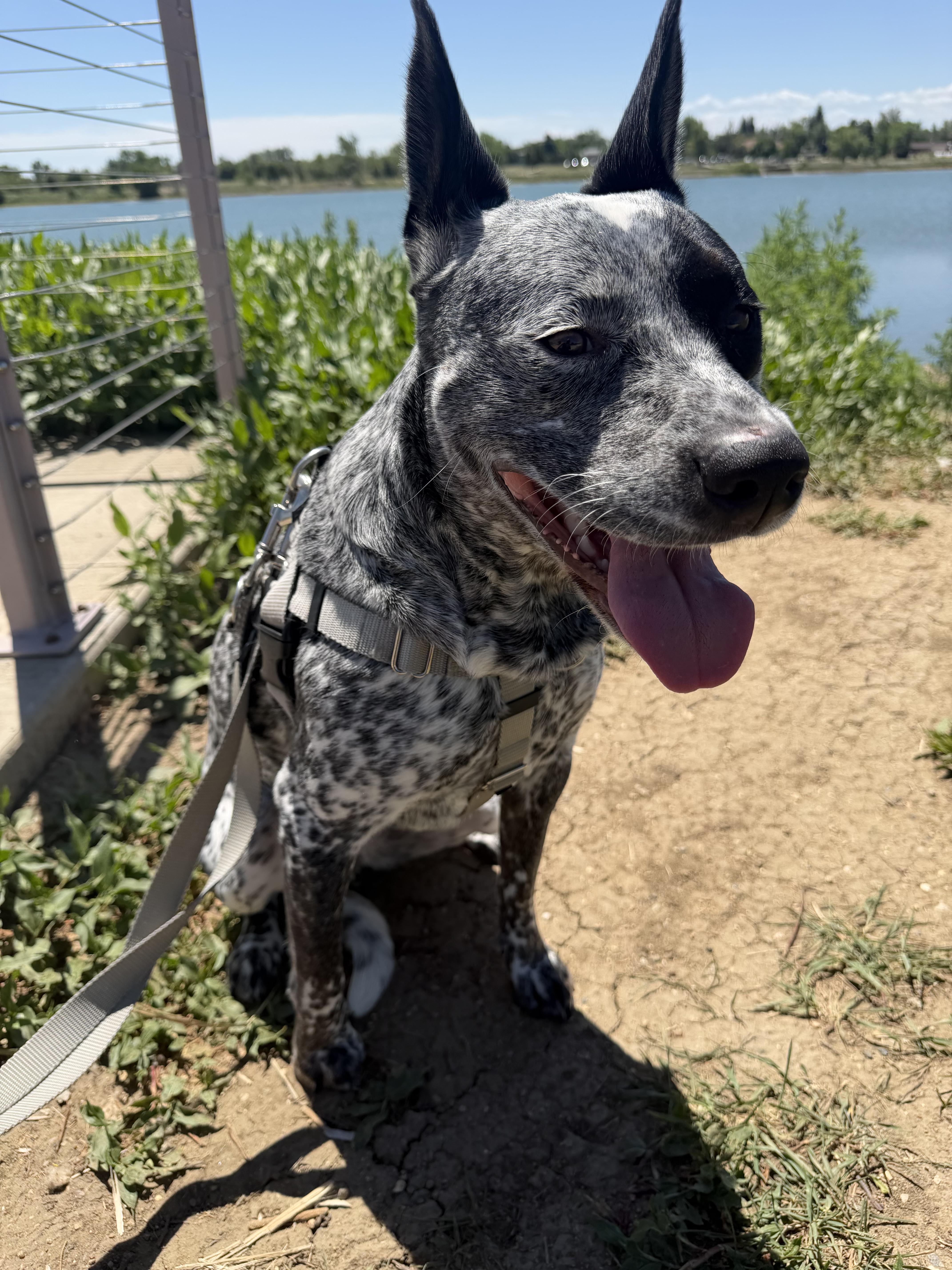Pebbles, a Adoptable mixed breed in Colorado Springs, CO image 4/6