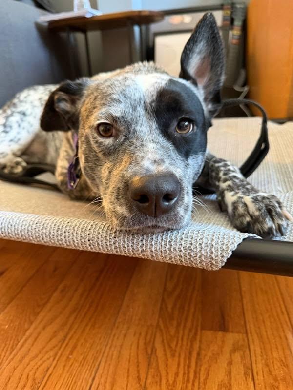 Pebbles, a Adoptable mixed breed in Colorado Springs, CO image 5/6
