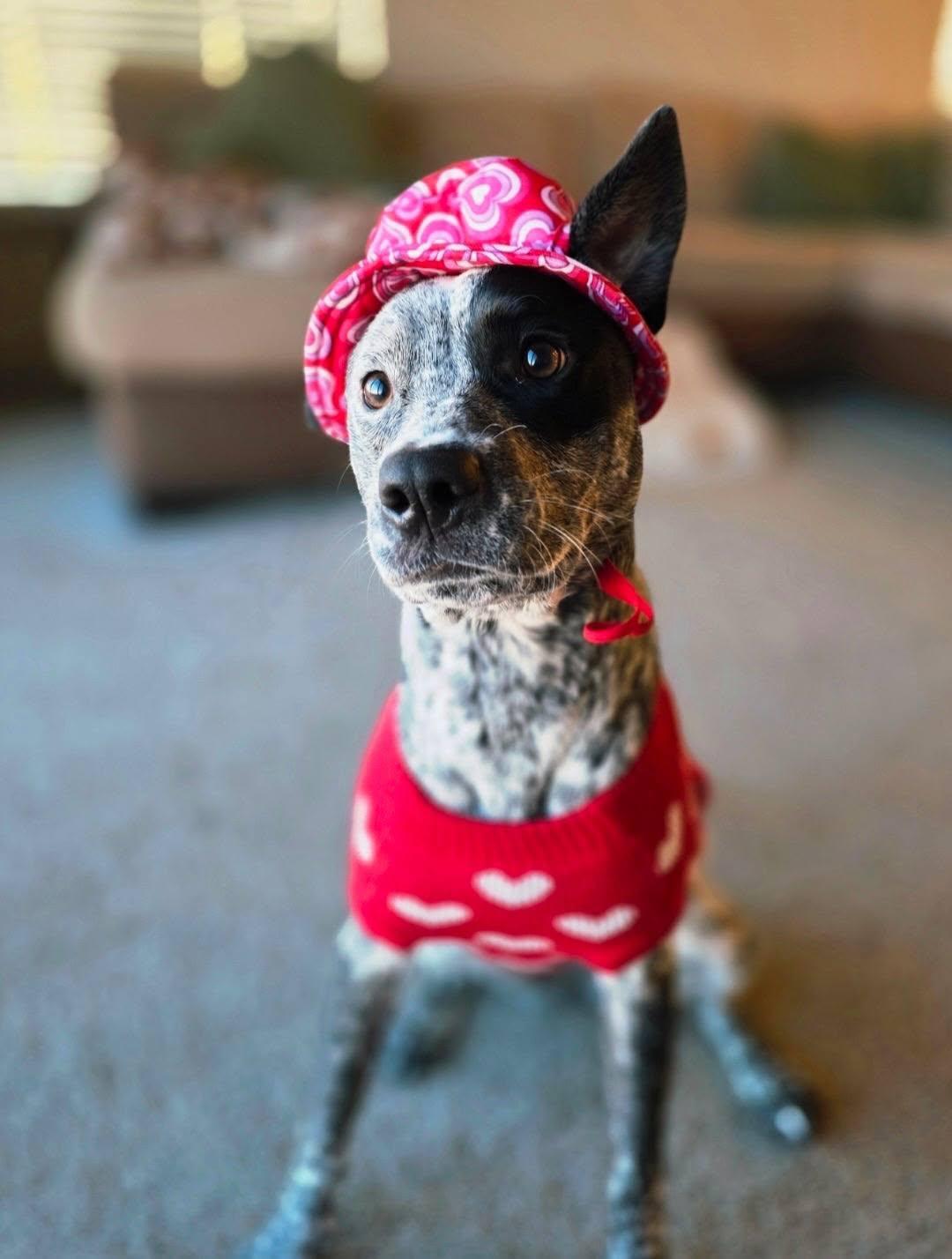 Pebbles, a Adoptable mixed breed in Colorado Springs, CO image 6/6