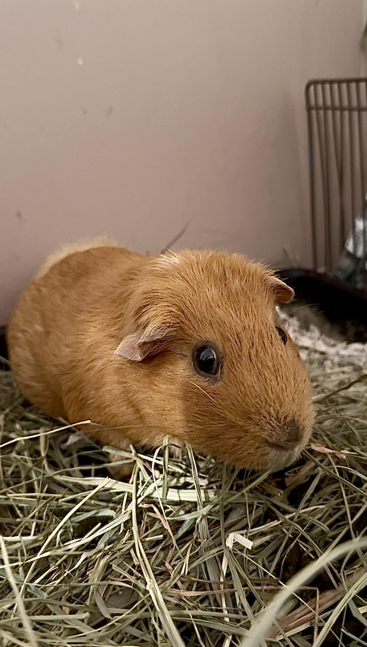Enlarge Tariff, a Adoptable Guinea Pig in Salisbury Mills, NY image 1/1