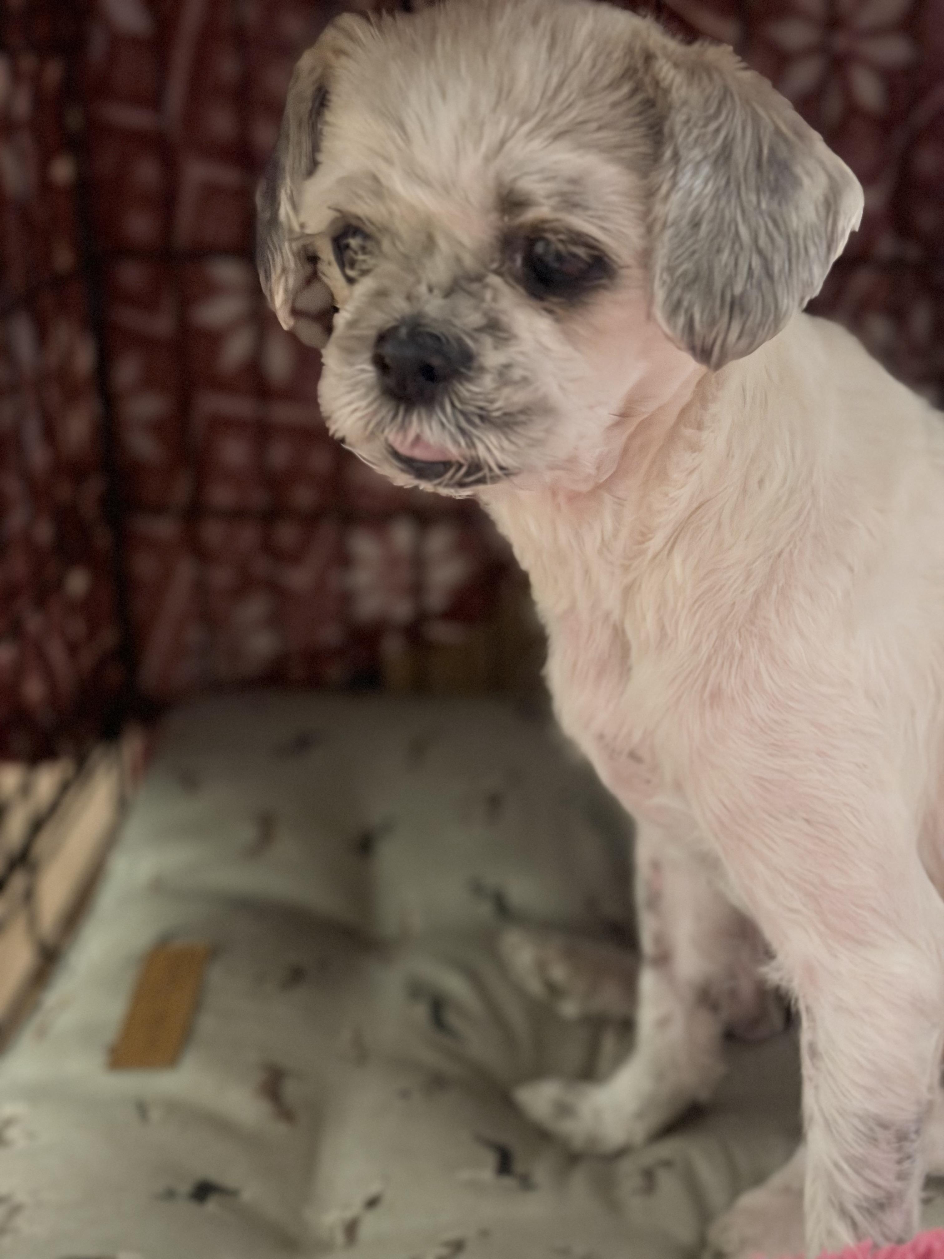Enlarge Bunny, a ADOPTABLE Shih Tzu in Douglas, GA image 2/3