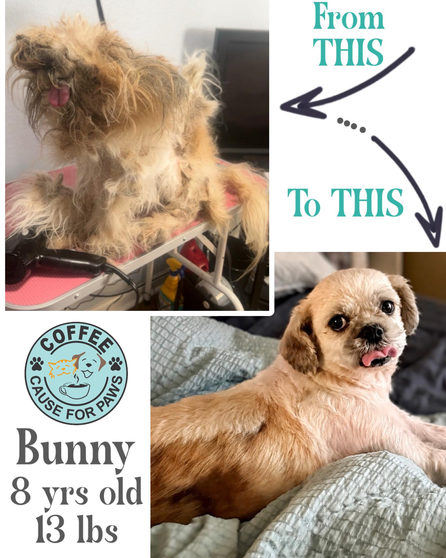 Enlarge Bunny, a ADOPTABLE Shih Tzu in Douglas, GA image 3/3