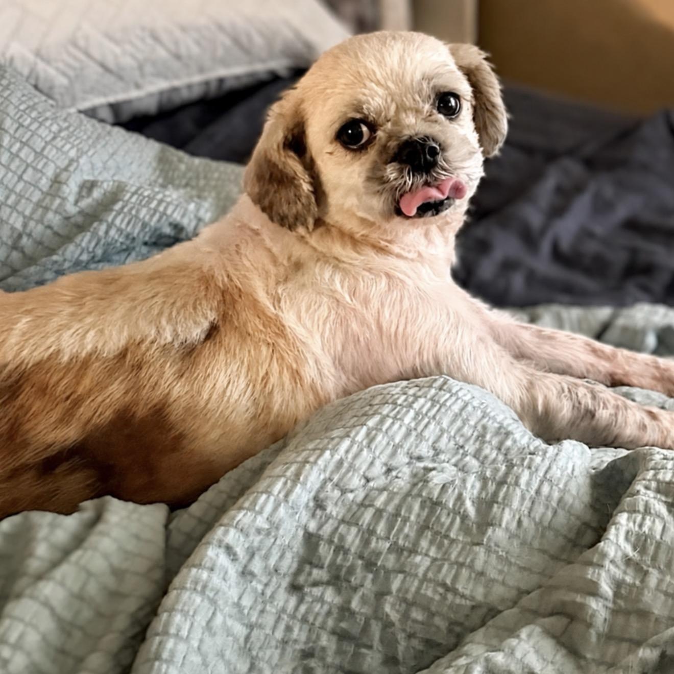 Enlarge Bunny, a ADOPTABLE Shih Tzu in Douglas, GA image 1/3