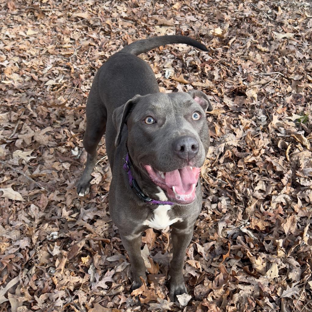 Poppy, Adoptable, Adult Female Mixed Breed & American Staffordshire Terrier.