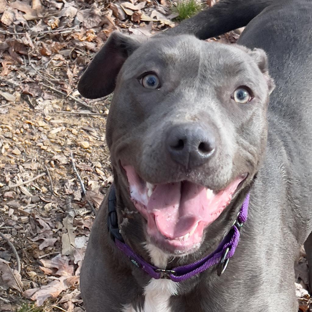 Poppy, a Adoptable mixed breed in Blairsville, GA image 2/6