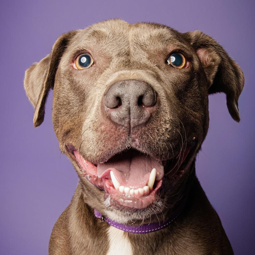 Poppy, a Adoptable mixed breed in Blairsville, GA image 3/6