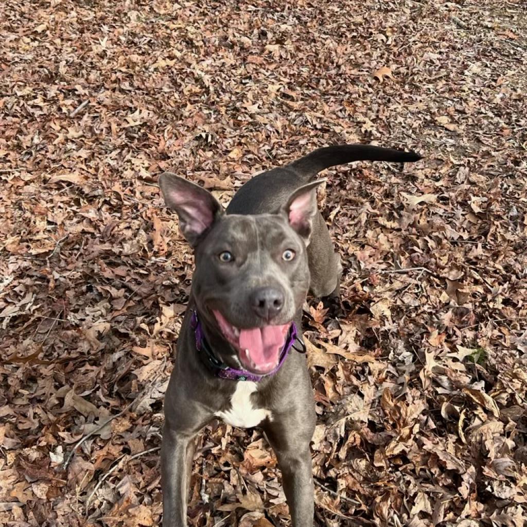 Poppy, a Adoptable mixed breed in Blairsville, GA image 4/6