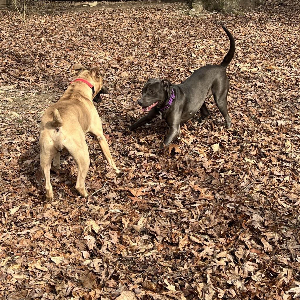 Poppy, a Adoptable mixed breed in Blairsville, GA image 5/6