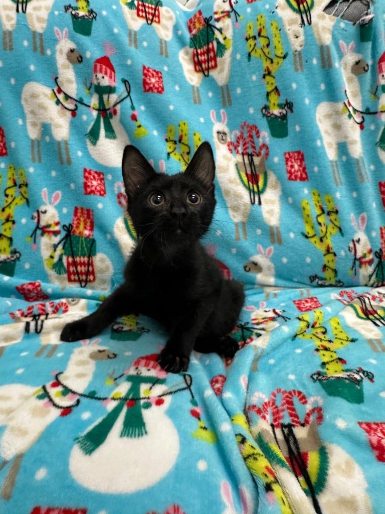Jay, Adoptable, Kitten Male Domestic Short Hair.