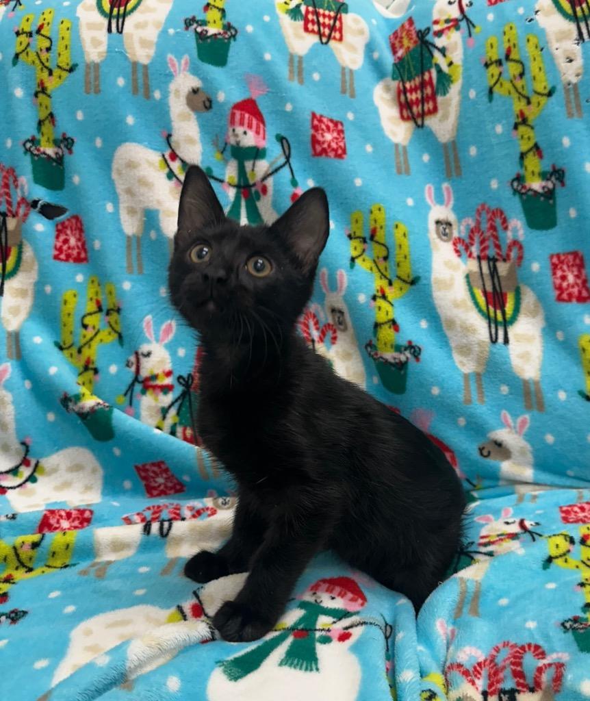 Jay, a Adoptable mixed breed in Newberg, OR image 2/2