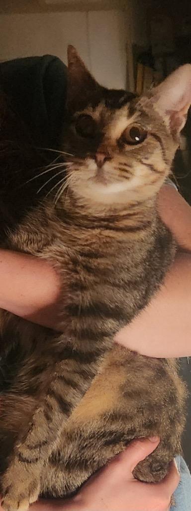 Oaklyn, Adopted, Young Female Domestic Short Hair.