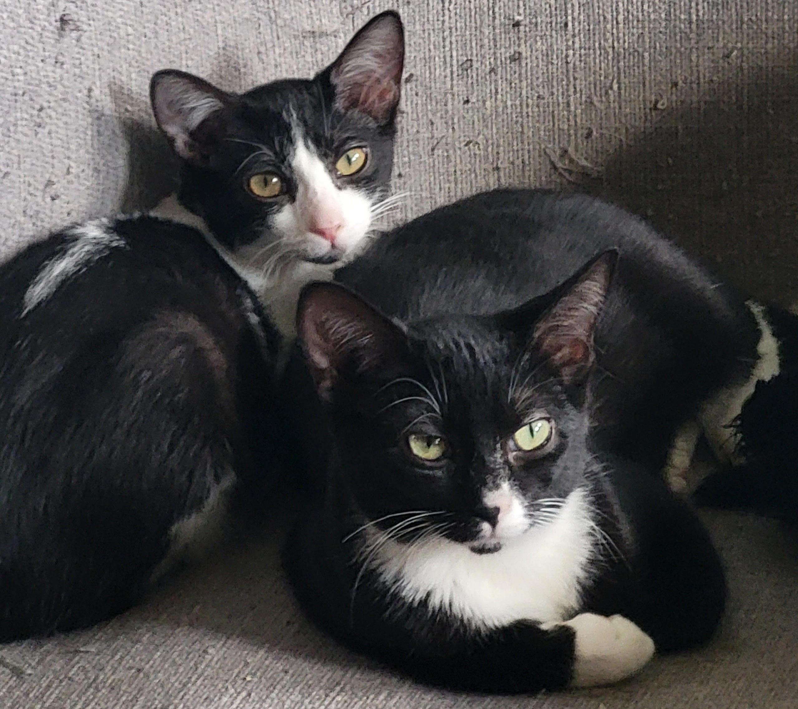 Enlarge Poe, a Adoptable Domestic Medium Hair in Valley City, ND image 3/3