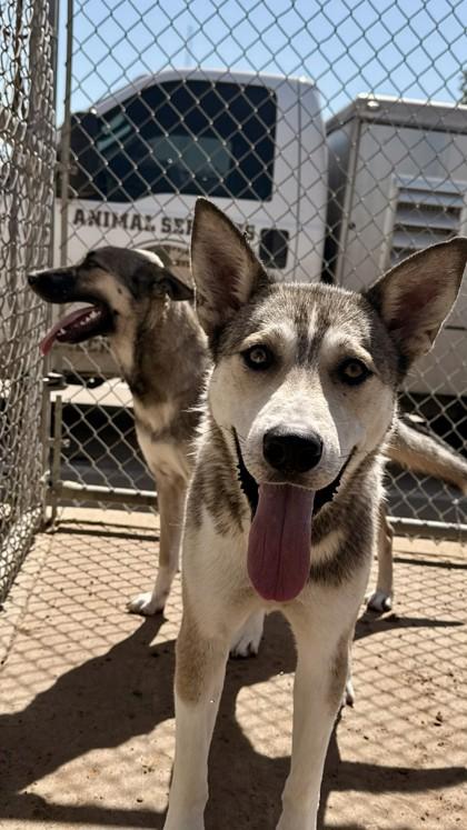 Kingston, a Adoptable mixed breed in Balch Springs, TX image 1/3