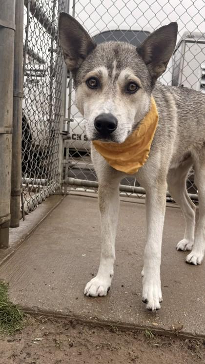 Kingston, a Adoptable mixed breed in Balch Springs, TX image 3/3