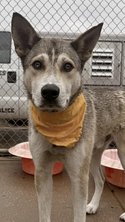 Kingston, a Adoptable mixed breed in Balch Springs, TX image 2/3