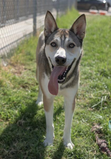 Kingston, Adoptable, Puppy Male Husky & Mixed Breed.