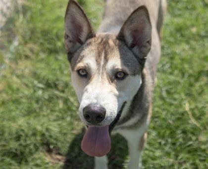 Kingston, a Adoptable mixed breed in Balch Springs, TX image 2/3