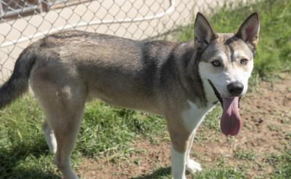 Kingston, a Adoptable mixed breed in Balch Springs, TX image 3/3