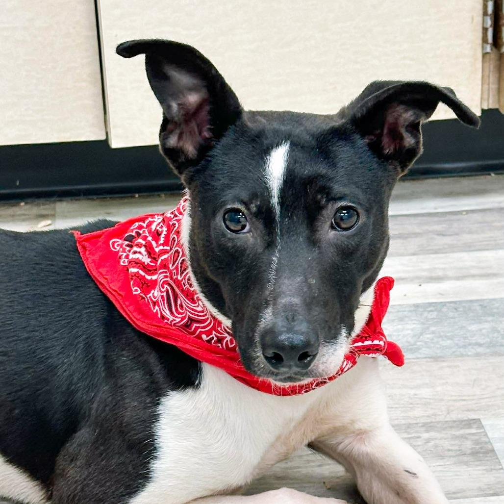 Sarge, Adoptable, Adult Male Mixed Breed.