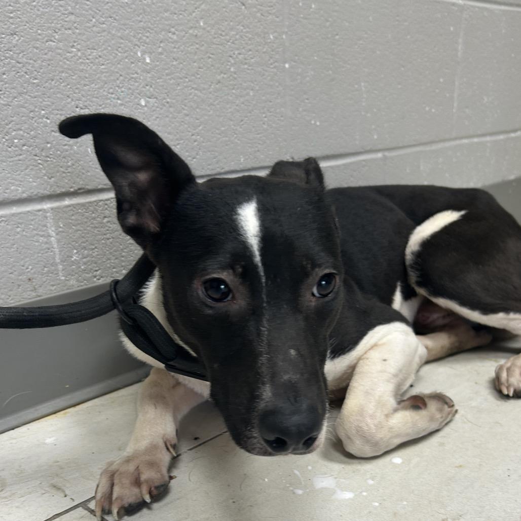 Enlarge Sarge, a Adoptable Mixed Breed in Lufkin, TX image 1/1