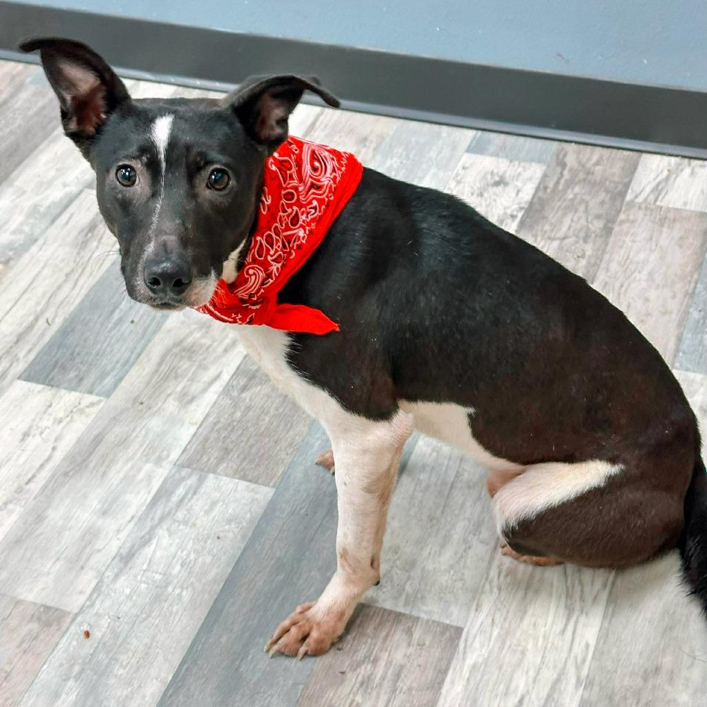 Enlarge Sarge, a Adoptable Mixed Breed in Lufkin, TX image 2/3