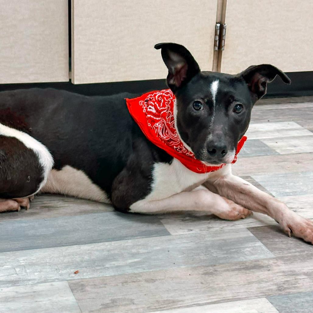 Enlarge Sarge, a Adoptable Mixed Breed in Lufkin, TX image 3/3