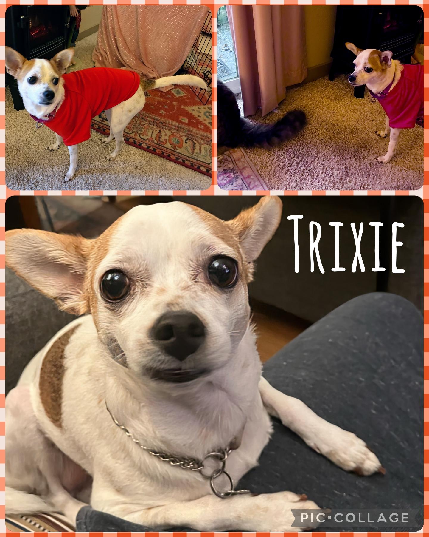 Enlarge Trixie, a Adoptable mixed breed in Newberg, OR image 1/1