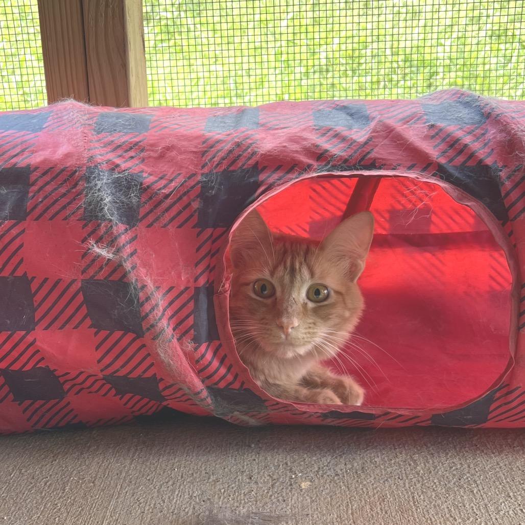 Sunbeam, Adoptable, Young Male Domestic Short Hair.