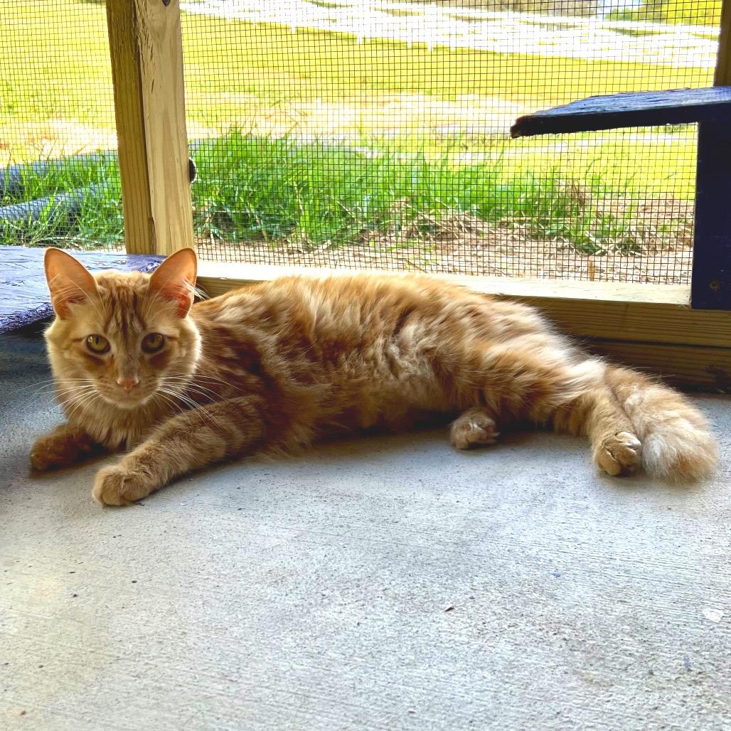 Enlarge Sunbeam, a Adoptable Domestic Short Hair in Blairsville, GA image 2/6