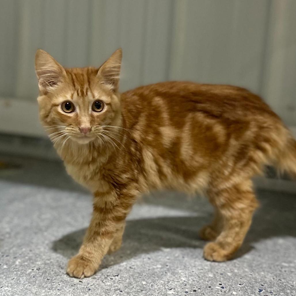Enlarge Sunbeam, a Adoptable Domestic Short Hair in Blairsville, GA image 1/1
