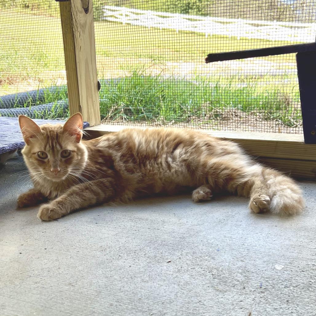 Enlarge Sunbeam, a Adoptable Domestic Short Hair in Blairsville, GA image 4/6
