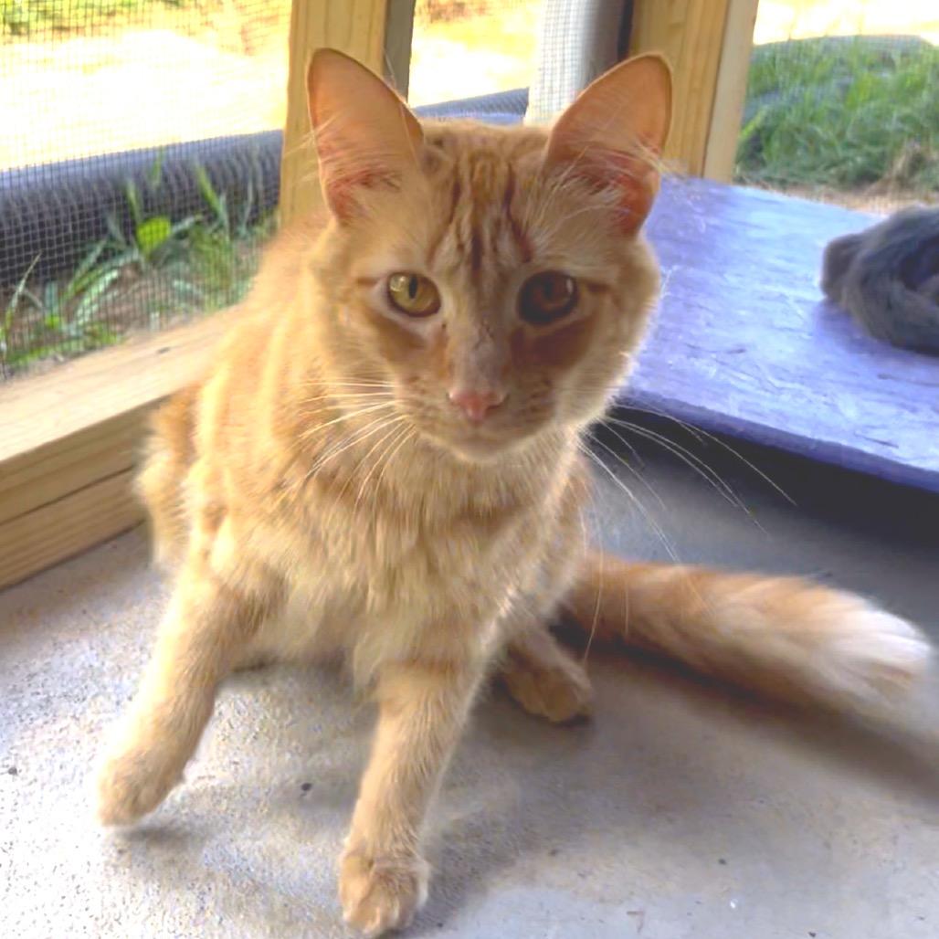Enlarge Sunbeam, a Adoptable Domestic Short Hair in Blairsville, GA image 5/6