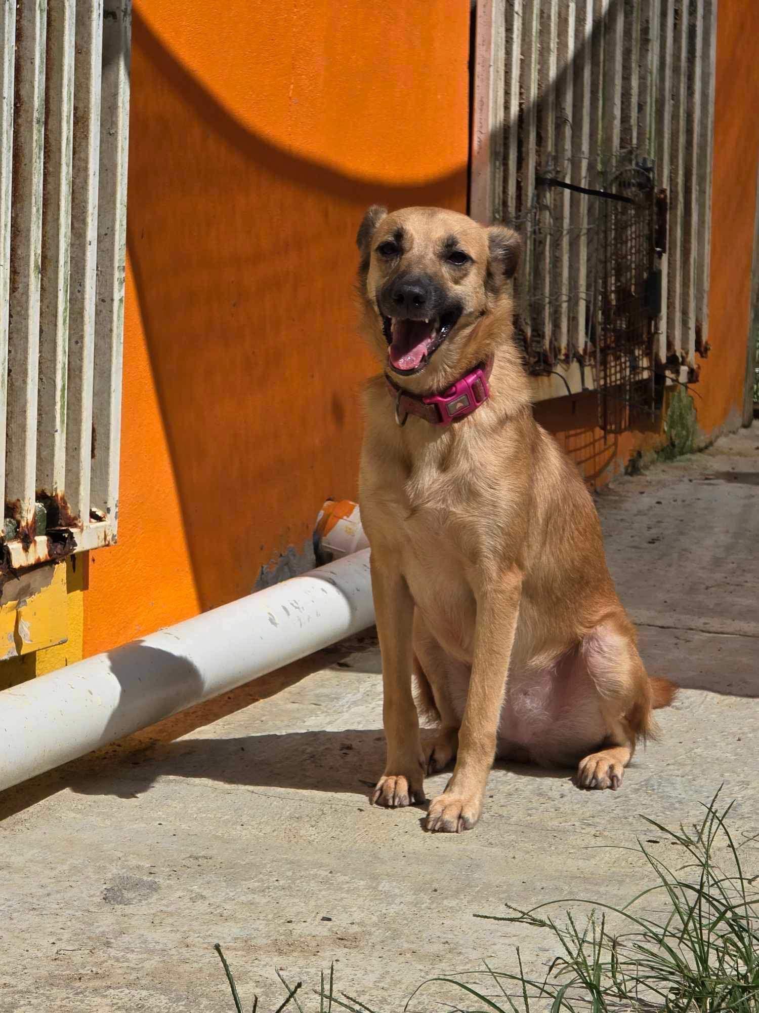Palmas, Adoptable, Adult Female Labrador Retriever.