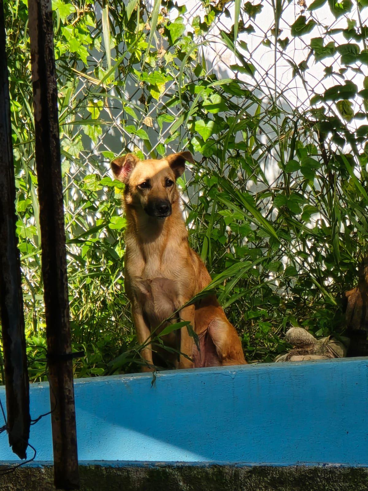 Palmas, a Adoptable mixed breed in Punta Santiago, PR image 2/3