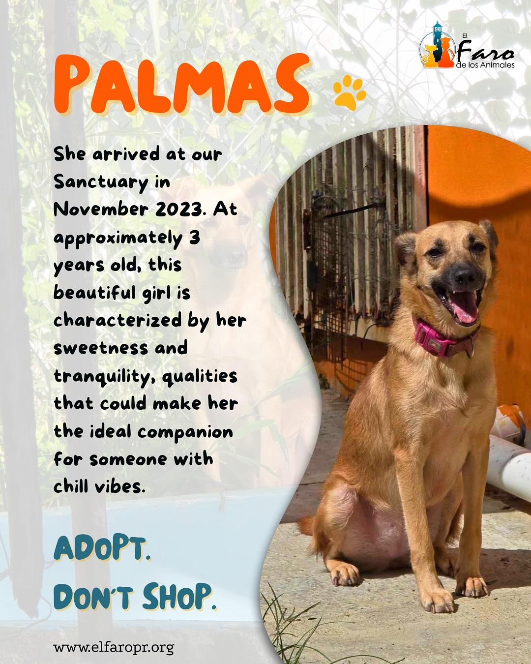 Palmas, a Adoptable mixed breed in Punta Santiago, PR image 3/3