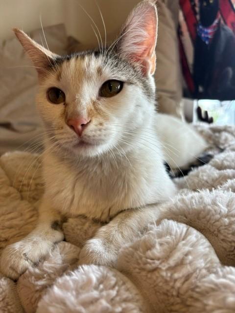 Sandy, an adopted Calico in Eagle, CO image 5/6