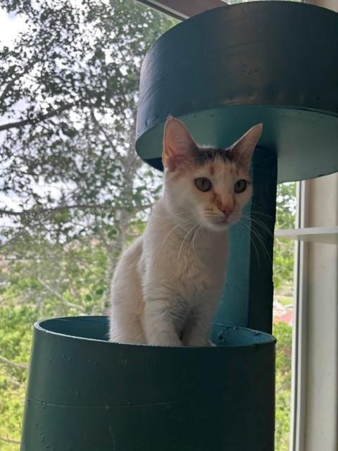 Sandy, an adopted Calico in Eagle, CO image 4/6