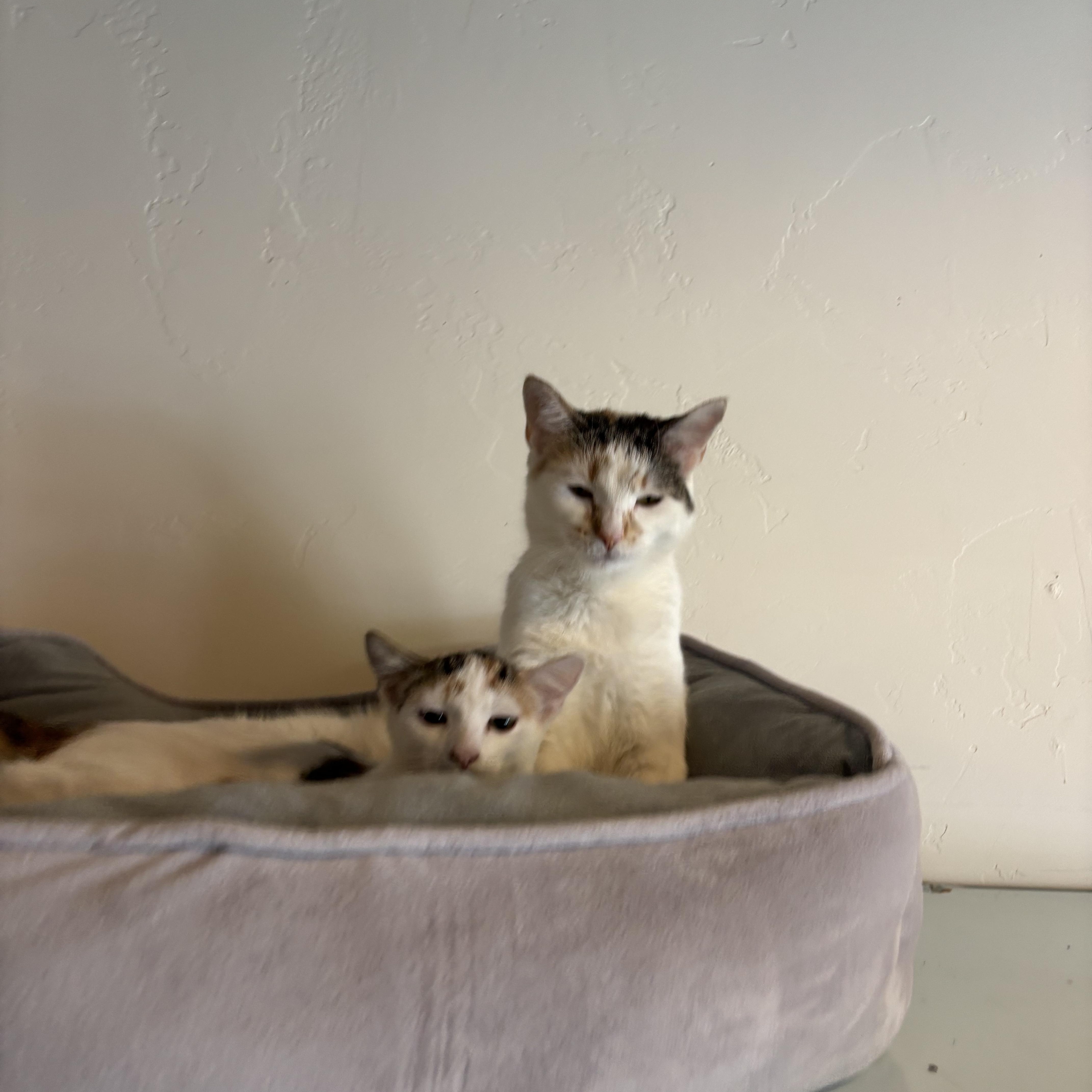 Sandy and Layla (a bonded pair), Adoptable, Young Female Calico.