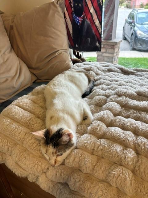 Sandy, an adopted Calico in Eagle, CO image 6/6