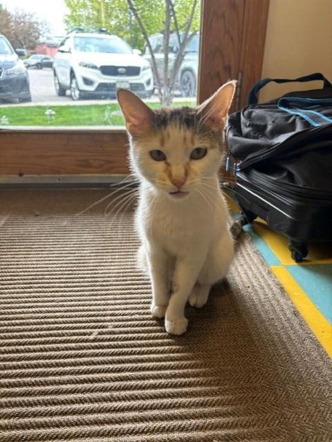 Sandy, an adopted Calico in Eagle, CO image 2/6
