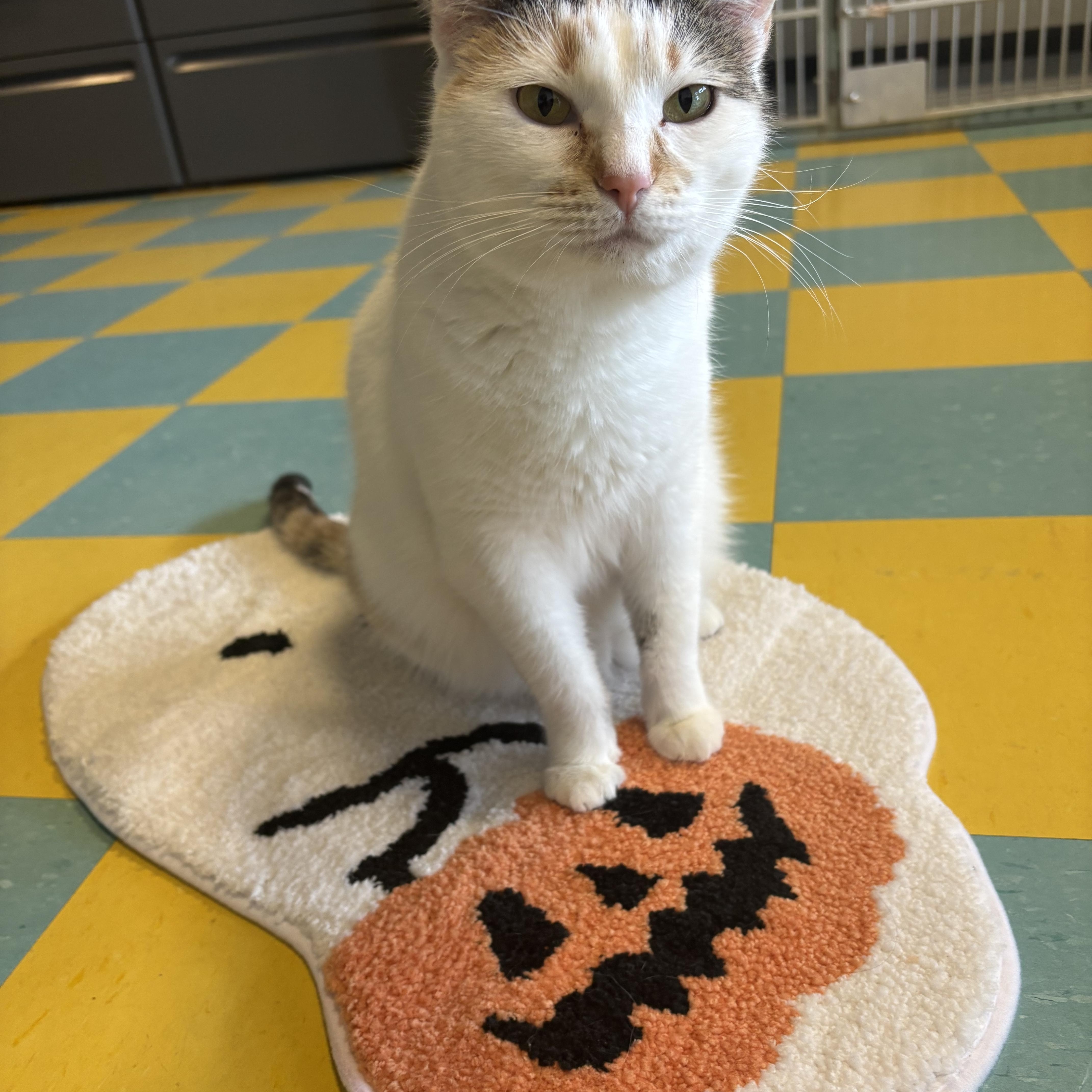 Sandy, Adoptable, Young Female Calico.