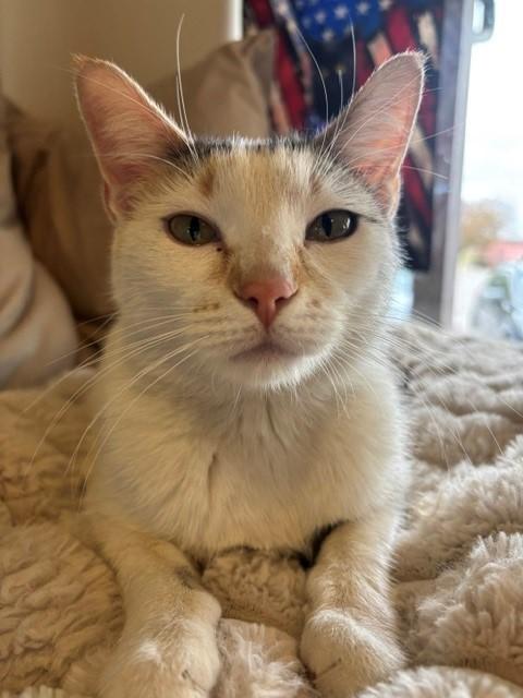 Sandy, adopted, Young Female Calico.