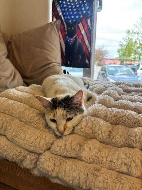 Sandy, an adopted Calico in Eagle, CO image 3/6
