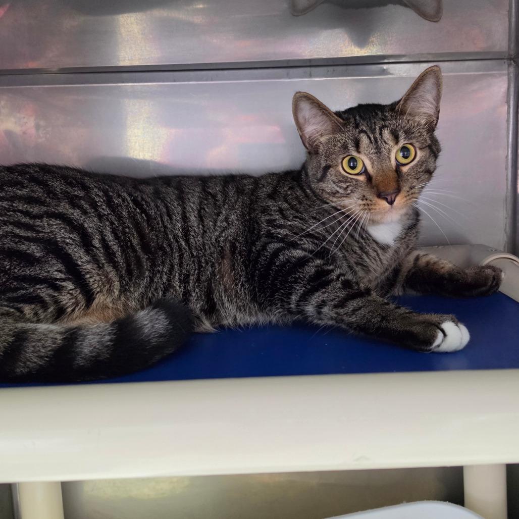 Hawking, Adoptable, Adult Male Domestic Short Hair.