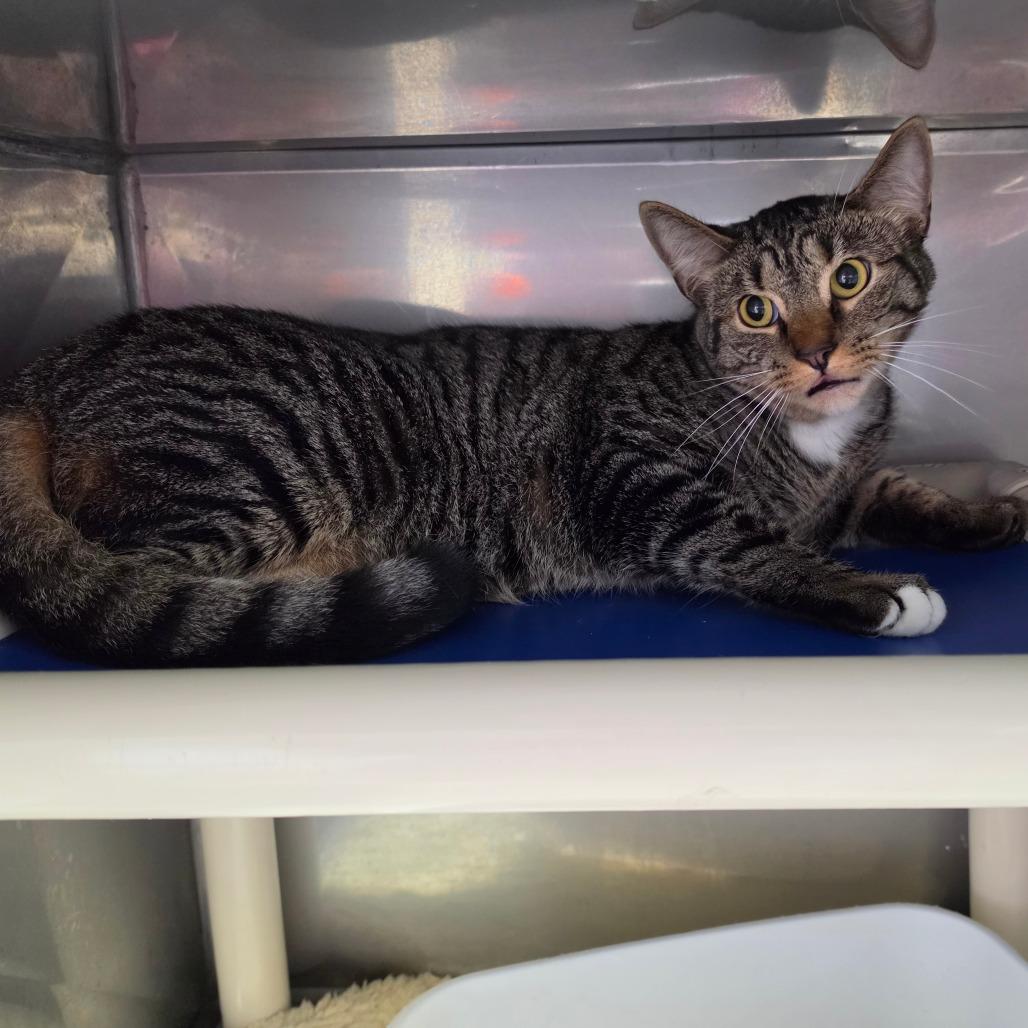 Enlarge Hawking, a Adoptable Domestic Short Hair in Jefferson city, TN image 2/2
