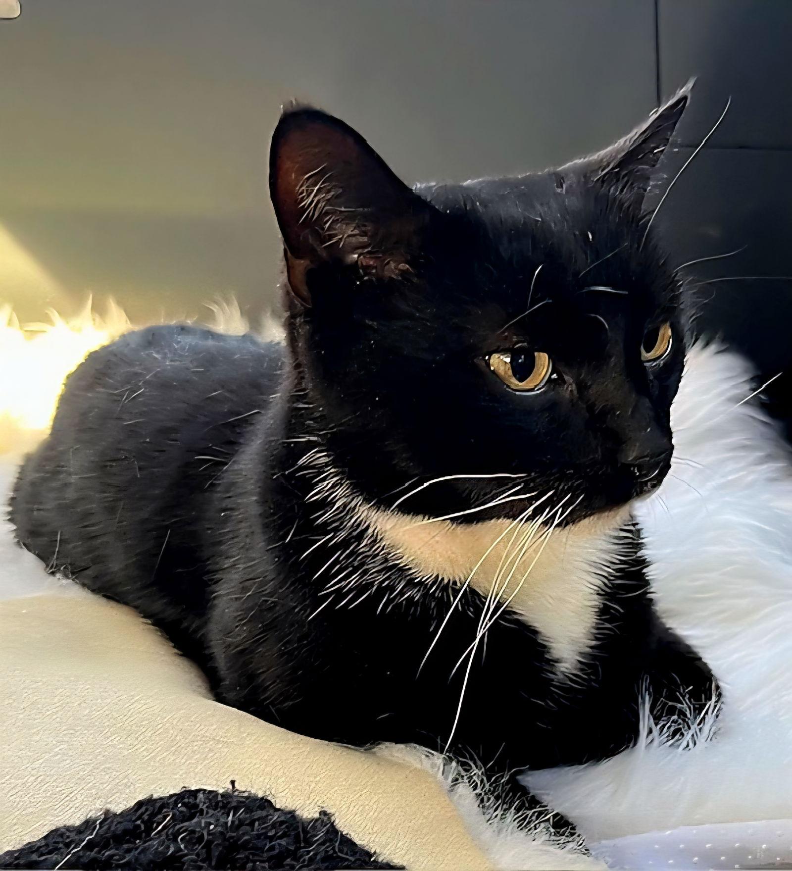 BUD, Adoptable, Adult Male Tuxedo.