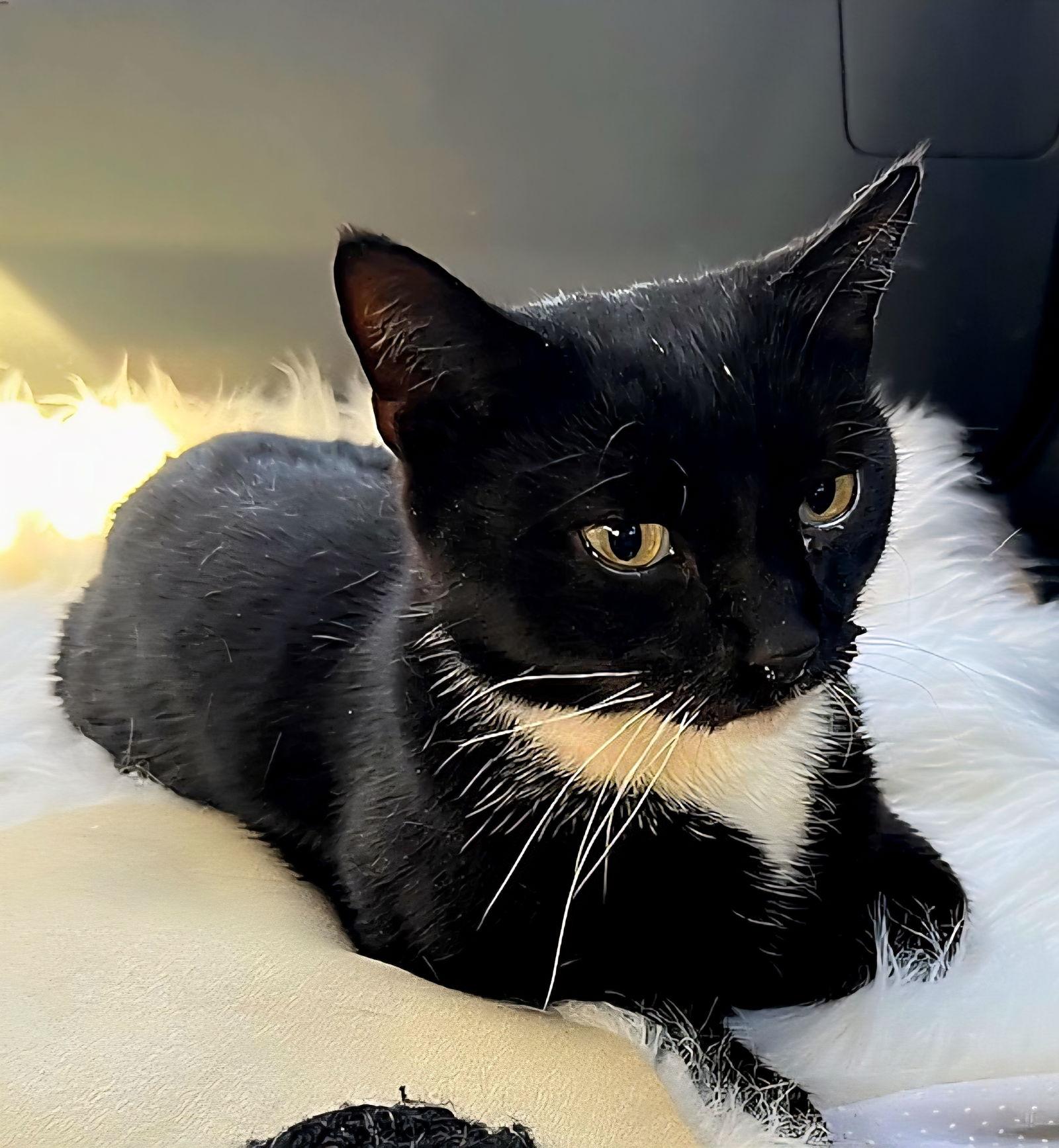 BUD, a Adoptable Tuxedo in Franklin, TN image 2/3