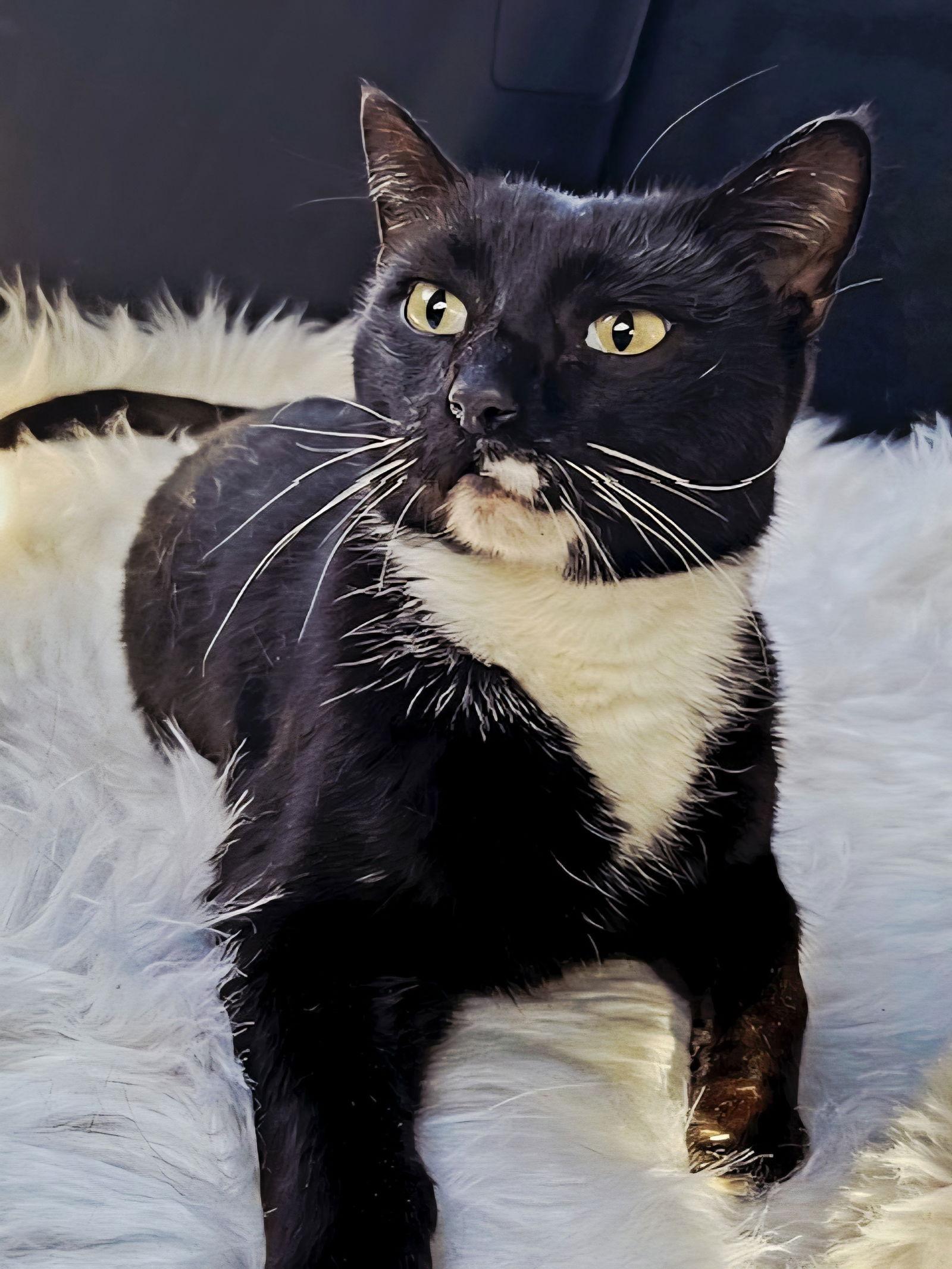 BUD, a Adoptable Tuxedo in Franklin, TN image 3/3
